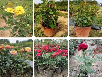 內蒙古適合種植月季嗎？