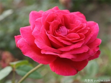 包頭可以種植月季嗎？月季花盛開(kāi)不是夢(mèng)