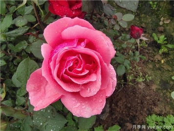 薔薇、月季、玫瑰被稱(chēng)作“薔薇三姐妹”，對嗎