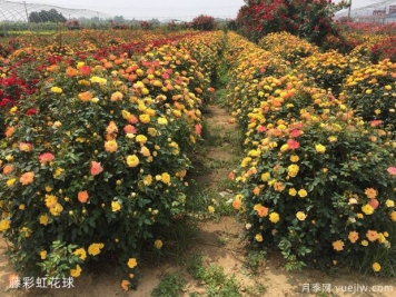 球形灌木怎樣賣(mài)出高價(jià)？月季花球受綠化喜愛(ài)
