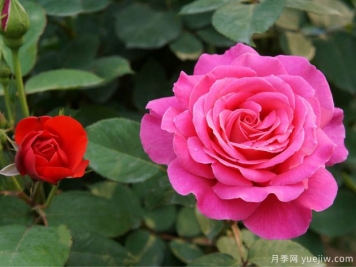 花卉苗木交易中怎么區分一級苗和二級苗？