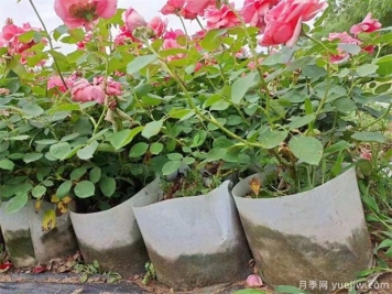 如何養好盆栽月季，如何養爆花？全方位解讀