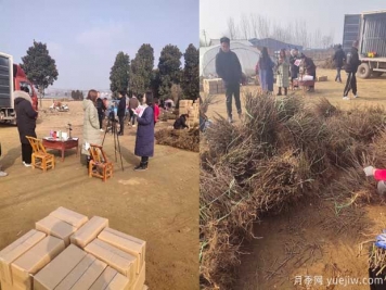 南陽(yáng)成功月季園聯(lián)手田園劉娟，月季苗走進(jìn)千家萬(wàn)戶(hù)