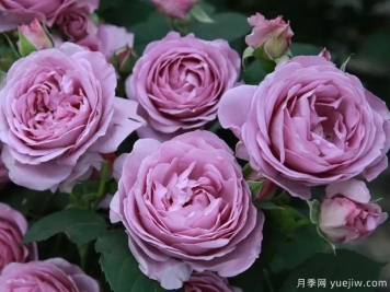 藍色陰雨?和?藍色?風(fēng)暴，哪個(gè)月季花更優(yōu)秀？