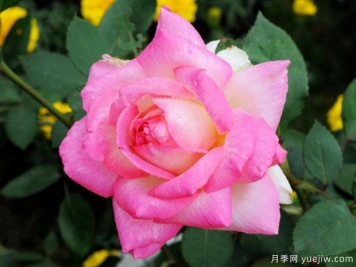 花車(chē)月季