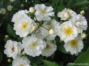 愛(ài)的花環(huán)月季