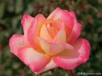 300種花卉植物開(kāi)花月份對照表