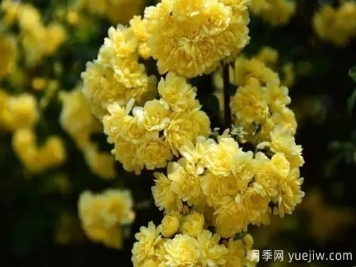 黃木香開(kāi)花好看又好聞，快速花墻
