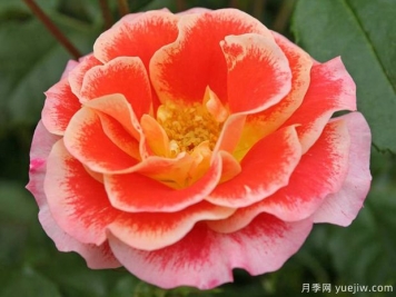 點(diǎn)彩畫(huà)月季/噴槍月季