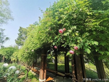 常州紫荊公園古老月季漸次開(kāi)放，展示市花的獨特文化魅力