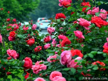洛陽(yáng)月季應用和景觀(guān)圖集