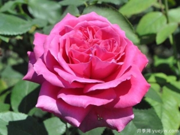 薩莉米歇爾月季