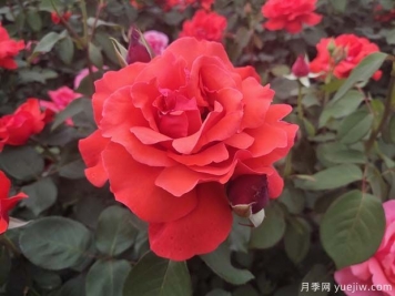 常見(jiàn)50個(gè)月季品種介紹，抗性好花不斷，可以買(mǎi)得到的經(jīng)典