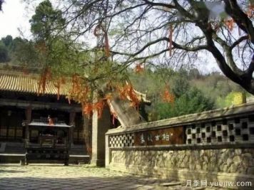 公認的9種頂級古樹(shù)名木是哪些？