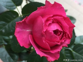 伊芙日出月季/愛(ài)神拂曉月季
