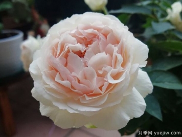 伊芙錢(qián)特瑪麗月季