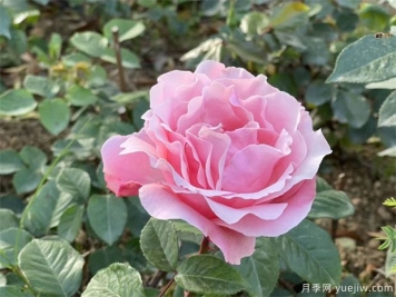 陽(yáng)臺盆栽植物施肥辦法
