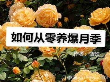 月季圖書(shū)：藍妖《如何從零養爆月季》