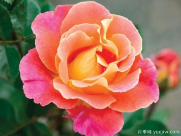 桃粉派對月季/果味花瓣
