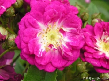 永恒藍調月季/永恒藍色月季