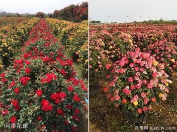 球類(lèi)植物的用途