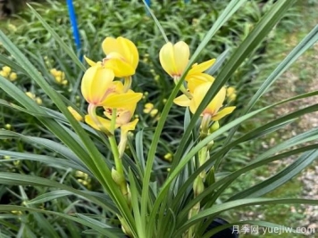 蘭花常見(jiàn)病害喲哪些？如何識別與防治？