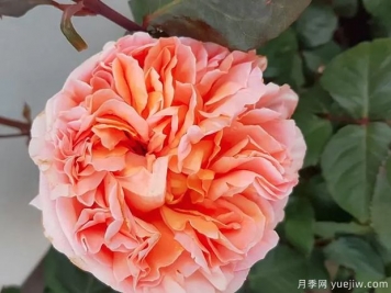 勒內戈西尼月季