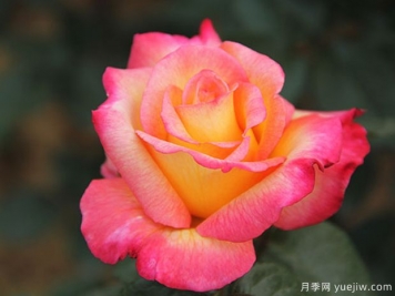 希臘之鄉月季/希拉之香月季
