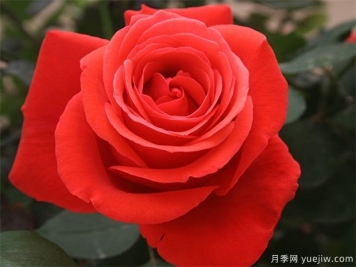 花友寶典，月季養護要點(diǎn)說(shuō)明書(shū)