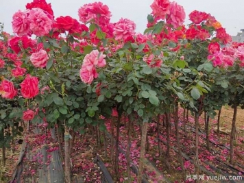 種植樹(shù)狀月季，內鄉縣七里坪鄉走上富民路