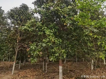 廣玉蘭落葉子禿頂的造成原因？根系生長(cháng)環(huán)境是關(guān)鍵