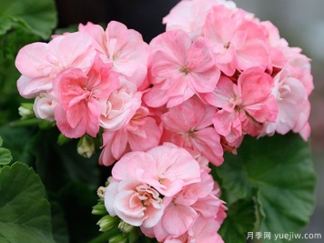 推薦給新人三種花卉，好養好看