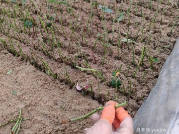 扦插不成功，可能是種植的環(huán)境條件不達標