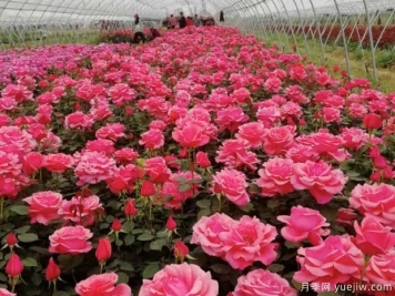月季早春如何抹芽？哪些芽需要抹去？