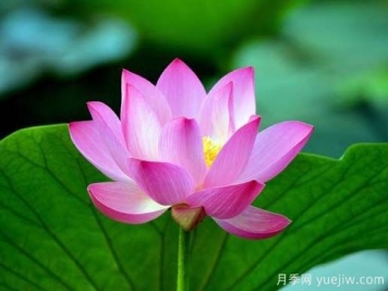 常見(jiàn)水生植物有哪些？35種匯集