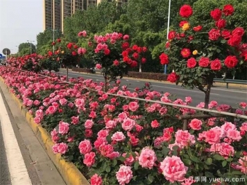 園林常用耐旱植物有哪些？園林人推薦的苗木