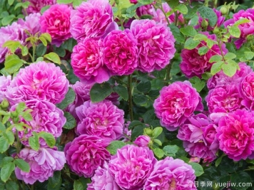 薔薇花該如何種植養護？一文講明白