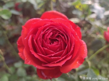 玫瑰？月季？薔薇？如何分清楚？情人節送的是什么？
