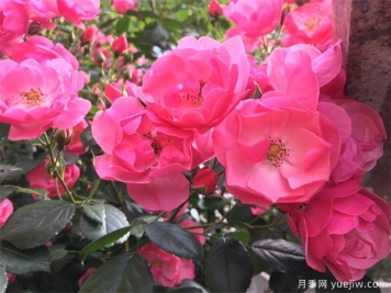 月季八大種類(lèi)詳解，了解月季如何使用