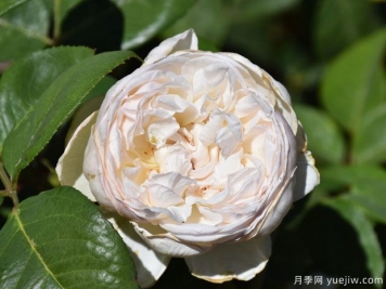 馬瑞安吉拉月季