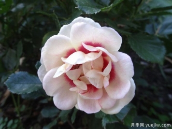妝容荔枝檸檬水月季