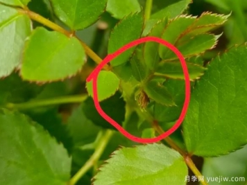 月季盲芽的識別與原因，要不要抹芽？