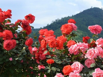 園林苗木行業(yè)必知的專(zhuān)業(yè)術(shù)語(yǔ)，還有哪些不知道？