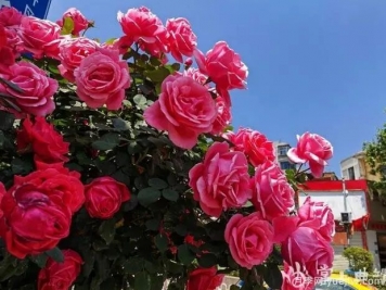 曲靖麒麟區樹(shù)狀月季花開(kāi)成錦，芬芳四溢