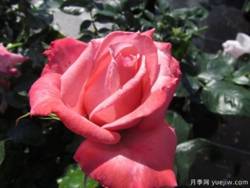 維多利亞月季