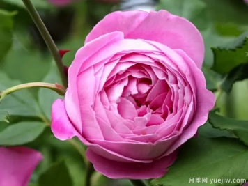 維多利亞女王月季