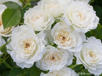新娘梅蘭迪娜月季/新娘陽(yáng)光燦爛月季