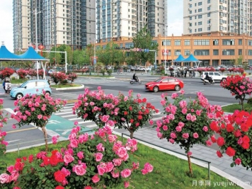 南陽(yáng)月季美如畫(huà)，產(chǎn)業(yè)興旺強品牌