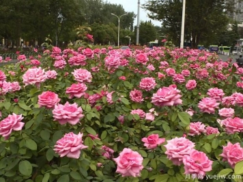 淮安市花美麗綻放，滿(mǎn)城月季處處芬芳
