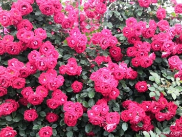 商洛月季花開(kāi)多彩墻，科學(xué)養護常綻放
